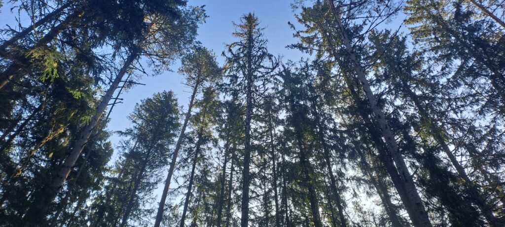 Rikas Mõts - püsimetsandus on võimalik