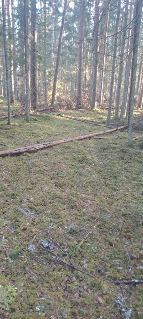 Rikas Mõts - püsimetsandus on võimalik