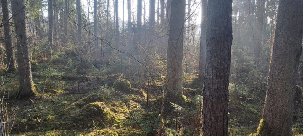 Rikas Mõts - püsimetsandus on võimalik