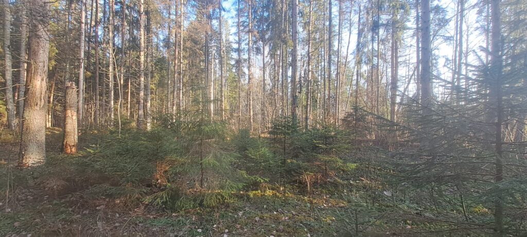 Rikas Mõts - püsimetsandus on võimalik