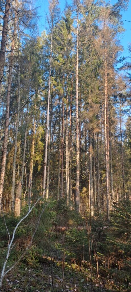 Rikas Mõts - püsimetsandus on võimalik