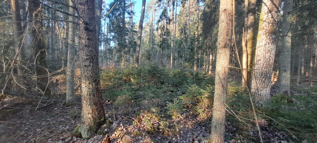 Rikas mets - püsimetsandus on võimalik