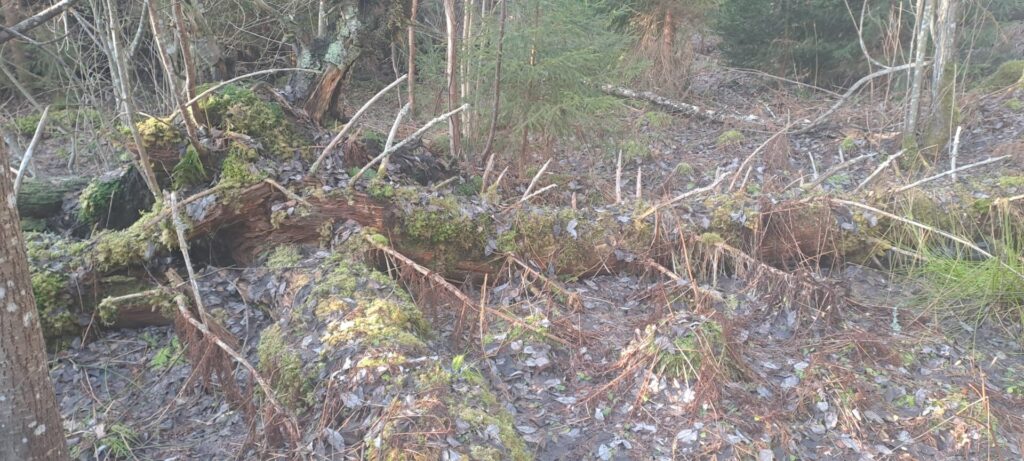 Rikas mets - püsimetsandus on võimalik